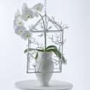 Phalaenopsis, l'orchidée mythique et pleine de symboles Phalaenopsis, l'orchidée mythique et pleine de symboles