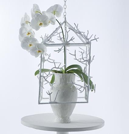 Phalaenopsis, l'orchidée mythique et pleine de symboles
