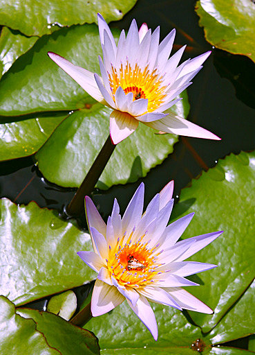 Les nénuphars flottent parfaitement à la surface de l'eau permettant un plein épanouissement de leurs fleurs