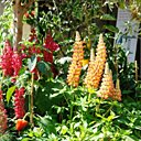 Lupins multicolors