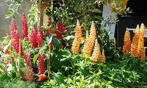 Lupins multicolors
