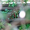 Derrière la grillage