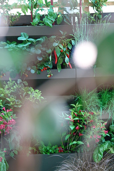 Derrière la grillage