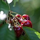 Bien rouge et charnue, la cerise est l'un des meilleurs des fruits rouges