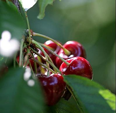 Bien rouge et charnue, la cerise est l'un des meilleurs des fruits rouges