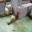 Les escargots
