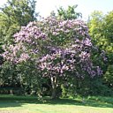 Le lilas, véritable arbre fleuri après plusieurs années de soins attentifs et réguliers
