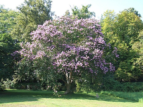 Le lilas, véritable arbre fleuri après plusieurs années de soins attentifs et réguliers
