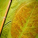 3- Empreintes végétales pour la papeterie