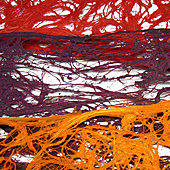 Papiers en dentelle végétale