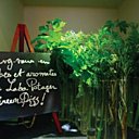 Des herbes aromatiques bio à disposition du client