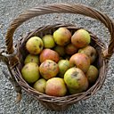 Panier de pommes ramassées dans le verger