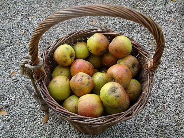 Panier de pommes ramassées dans le verger