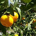 En France, la mandarine se cultive surtout en Corse et sur la Côte d'Azur