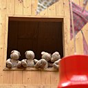 Vive les petits pois Multicolores