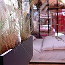 Au petit matin, un lapin ....