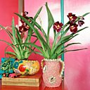 Le Miltonia dégage un parfum qui embaumera votre intérieur