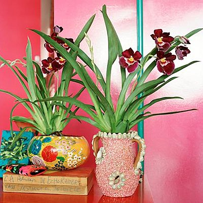 Le Miltonia dégage un parfum qui embaumera votre intérieur