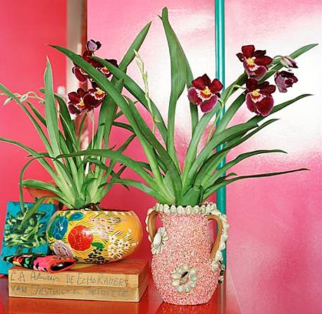 Le Miltonia dégage un parfum qui embaumera votre intérieur