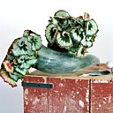 N'est pas Begonia Rex hybride qui veut !