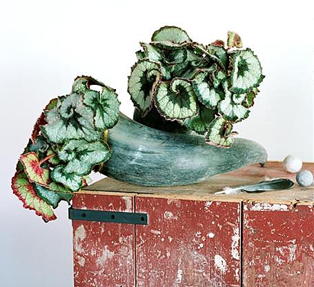 N'est pas Begonia Rex hybride qui veut !