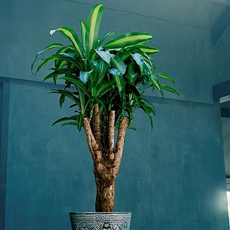 Jusqu'à 2, voire 6 mètres de haut, le Dracaena embellira votre salon cathédrale !