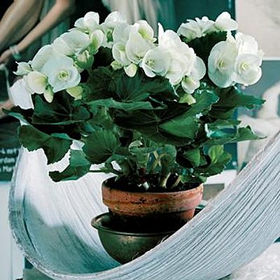 Jusqu'à huit semaines de floraison pour votre Bégonia Jusqu'à huit semaines de floraison pour votre Bégonia