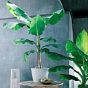 Le Musa, ou bananier d'intérieur