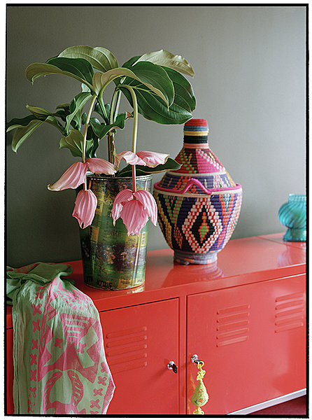 Pour les cordons bleus, les fleurs du Medinilla se transforment en fruits comestibles