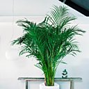 Avec le Chrysalidocarpus, donnez un air exotique à votre salon