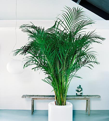 Avec le Chrysalidocarpus, donnez un air exotique à votre salon