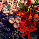 Barrière de corail au crochet