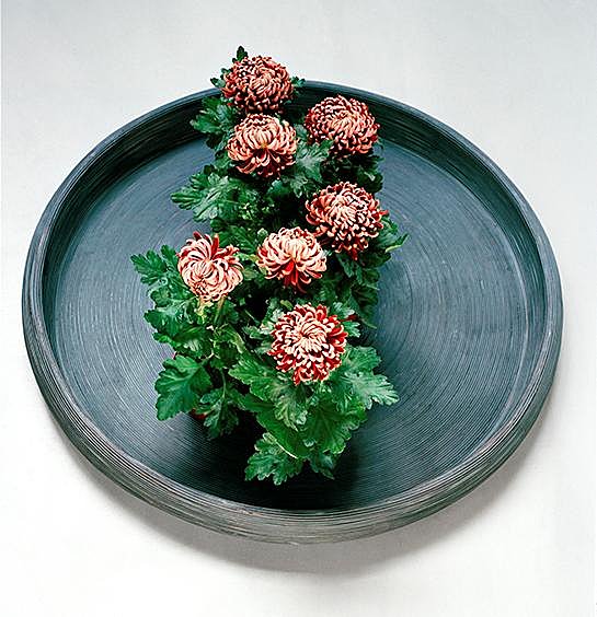 Le Chrysanthème: pas seulement beau dans les cimetières !