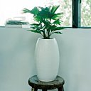 Le Livistona, véritable palmier d'appartement