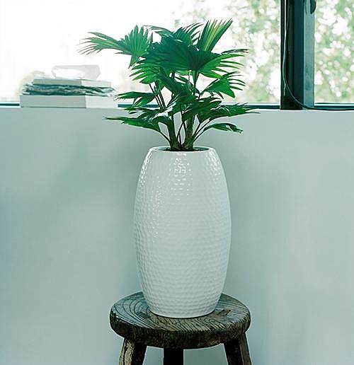 Le Livistona, véritable palmier d'appartement