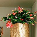 La floraison du Schlumbergera est spectaculaire