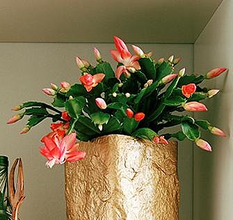 La floraison du Schlumbergera est spectaculaire