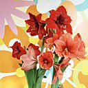 Un jaillissement de couleurs éclatantes pour l'Hippeastrum qui illuminera votre salon durant les longues et tristes soirées hivernales