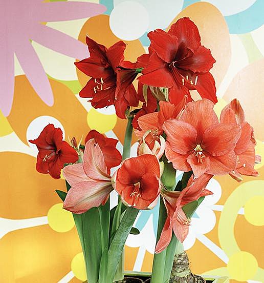 Un jaillissement de couleurs éclatantes pour l'Hippeastrum qui illuminera votre salon durant les longues et tristes soirées hivernales