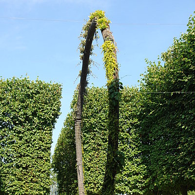 Naturel cycline d'Alexis Tricoire