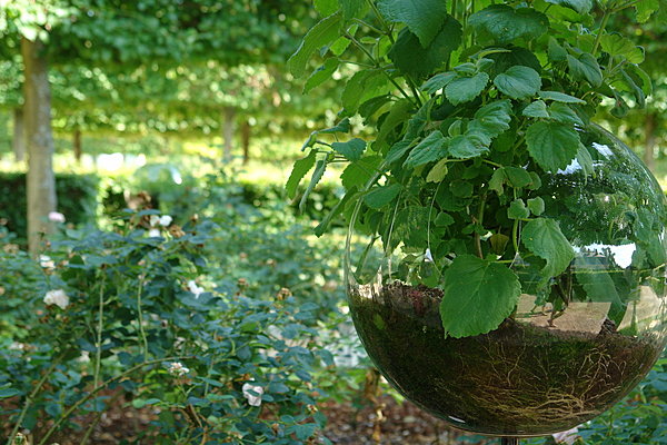 Fruit défendu ou la transparence vu par Alexis Tricoire