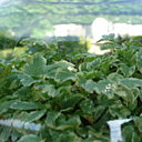 Tout en transparence !