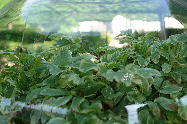 Tout en transparence !