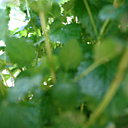 Une bulle de verdure