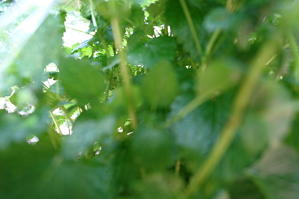 Une bulle de verdure