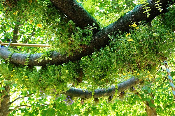 A la croisée des fleurs sauvages