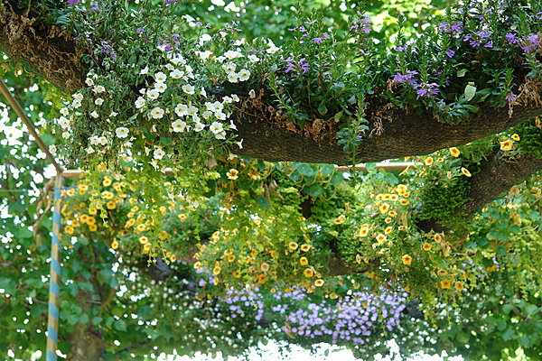 Passez sous les fleurs cela porte bonheur