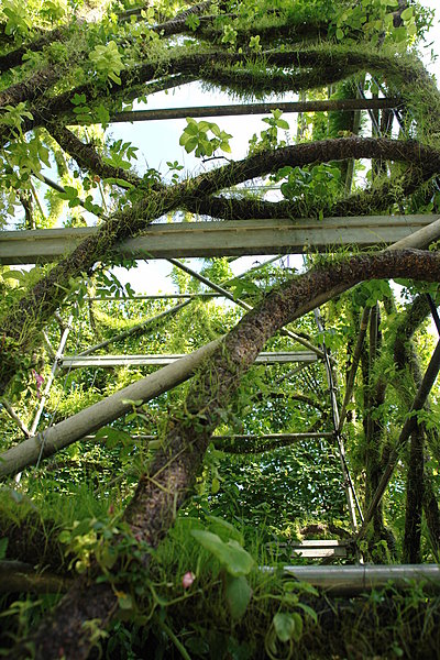 Mélange d'écriture végétal