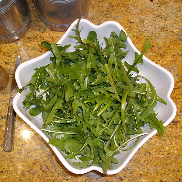 Une salade de pissenlit peut aussi se manger nature, pour ceux qui aiment l'amertume