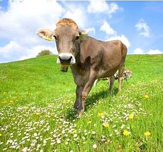 Beau boeuf tellement heureux d'être élevé en plein air